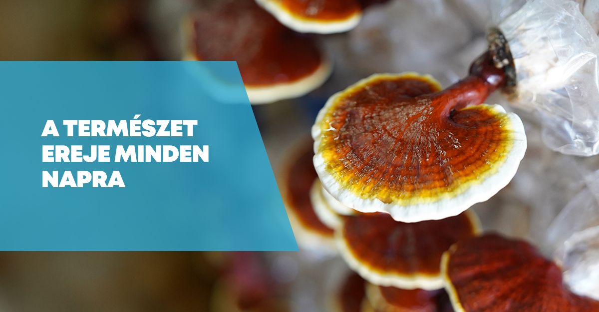 DXN Ganoderma kávé életmód